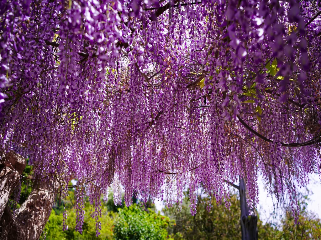 1 Extraordinary Day at the Huntington Garden